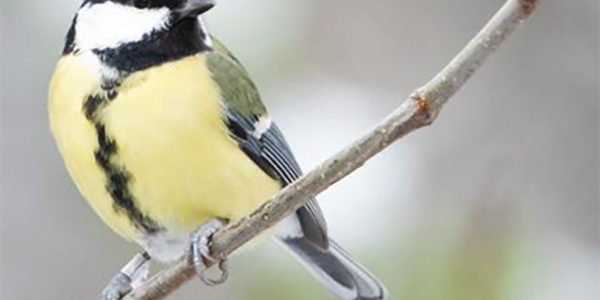 RENCONTRE À LA PALISSADE DES MANGEOIRES