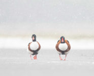 DÉCOUVERTE DES OISEAUX HIVERNANTS