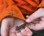 CRAPAUDUC : ET SI ON AIDAIT LES AMPHIBIENS ?