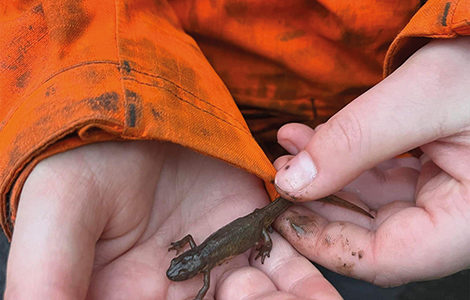 CRAPAUDUC : ET SI ON AIDAIT LES AMPHIBIENS ?