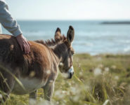 BALAD'ÂNES SENSORIELLE EN BAIE DE SOMME