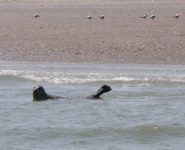VISITE DE LA RÉSERVE NATURELLE DE LA BAIE DE CANCHE « UNE PETITE COLONIE DE PHOQUES SUR LA RÉSERVE »