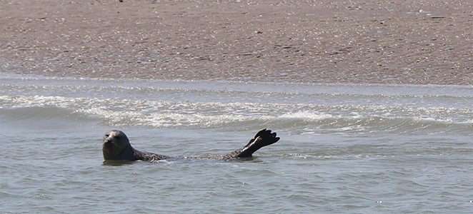 VISITE DE LA RÉSERVE NATURELLE DE LA BAIE DE CANCHE « UNE PETITE COLONIE DE PHOQUES SUR LA RÉSERVE »