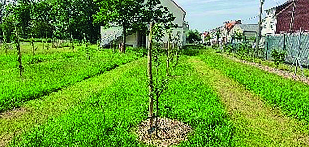 ATELIER NATURE « FRUITIERS : COMMENT LES CHOISIR ET LES ENTRETENIR ? »