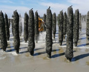 À LA DÉCOUVERTE DES MOULES DE BOUCHOTS