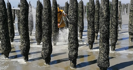 À LA DÉCOUVERTE DES MOULES DE BOUCHOTS