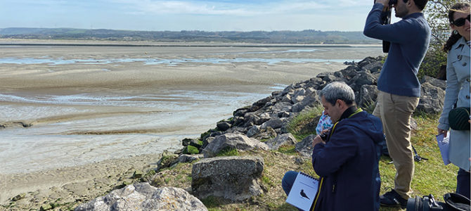 LES OISEAUX DE L’ESTUAIRE DE LA CANCHE