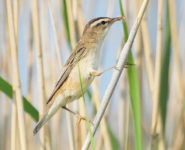 LES OISEAUX DES ROSELIÈRES DANS LE MARAIS DU PENDÉ