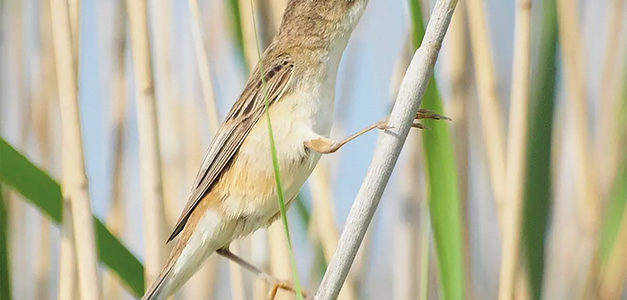 LES OISEAUX DES ROSELIÈRES DANS LE MARAIS DU PENDÉ