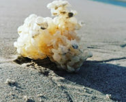 LES AVENTURIERS DE LA PLAGE