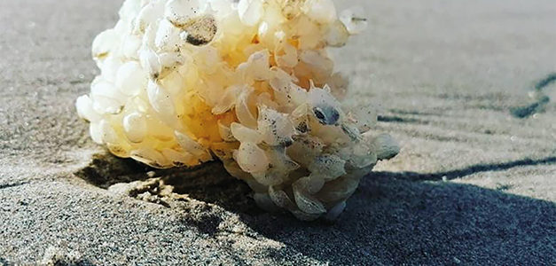 LES AVENTURIERS DE LA PLAGE