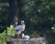 DÉCOUVERTE DES OISEAUX DU PRINTEMPS