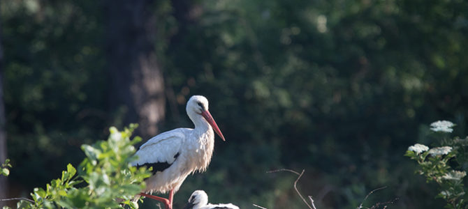 DÉCOUVERTE DES OISEAUX DU PRINTEMPS