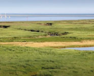 LA PHOTOGRAPHIE DES OISEAUX DE BORD DE MER