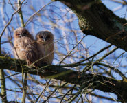 SOIRÉE FILMS AMATEURS - PRIX PUBLIC 2026