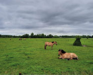 AVENTURE HENSON : JEU DE PISTE AU CŒUR DES TERRES DU MARQUENTERRE 