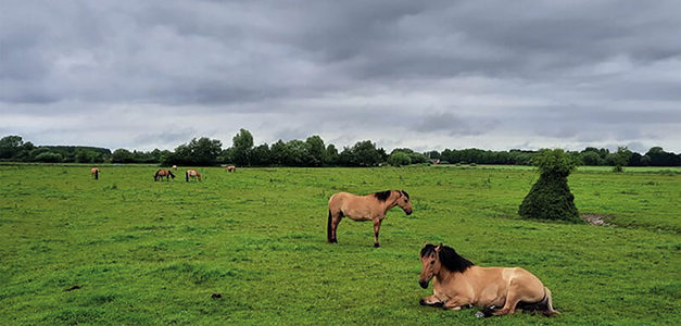 AVENTURE HENSON : JEU DE PISTE AU CŒUR DES TERRES DU MARQUENTERRE 