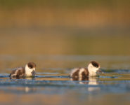 ATELIER D’INITIATION À LA PHOTOGRAPHIE ANIMALIÈRE
