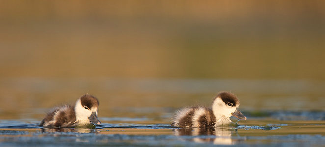 ATELIER D’INITIATION À LA PHOTOGRAPHIE ANIMALIÈRE
