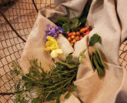 CUEILLIR ET APPRENDRE À CUISINER LES PLANTES SAUVAGES