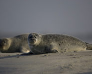 OBSERVATION DE LA COLONIE DE PHOQUES