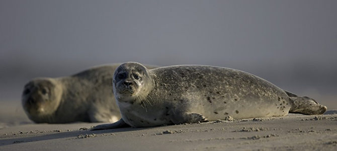 OBSERVATION DE LA COLONIE DE PHOQUES