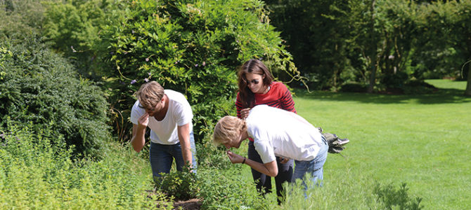 LÉGUMES ET COMESTIBLES D’ANTAN