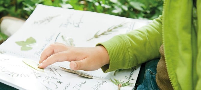 LES VÉGÉTAUX À L’ŒUVRE