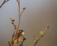 À LA TOMBÉE DU JOUR, RECONNAÎTRE LES OISEAUX PAR LEUR CHANT