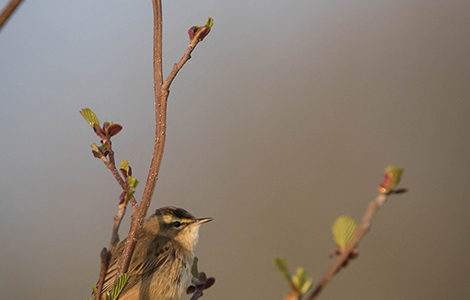 À LA TOMBÉE DU JOUR, RECONNAÎTRE LES OISEAUX PAR LEUR CHANT