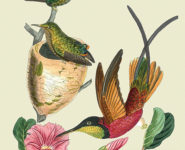 LES PLANCHES ORNITHOLOGIQUES DE REICHENBACH