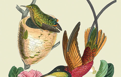 LES PLANCHES ORNITHOLOGIQUES DE REICHENBACH