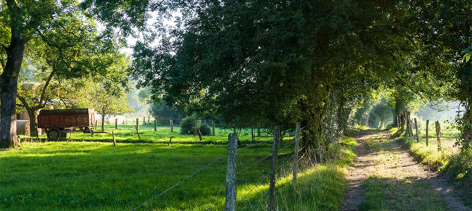 DÉCOUVERTE DU COURTIL ET SES OISEAUX