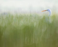 LES RENCONTRES DE LA PHOTO NATURE