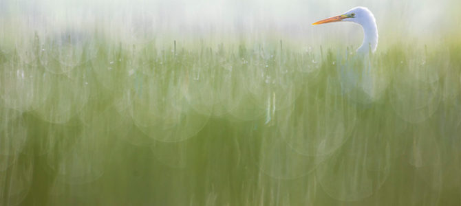 LES RENCONTRES DE LA PHOTO NATURE