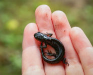 LE MONDE FASCINANT DES MARES