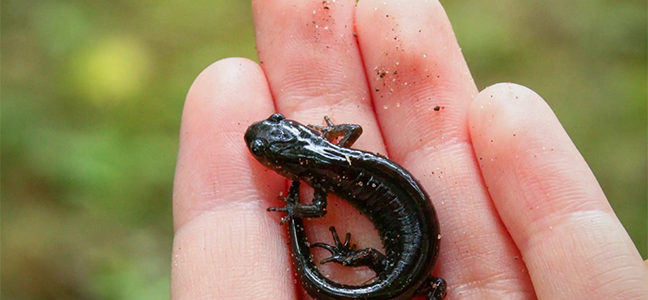 LE MONDE FASCINANT DES MARES