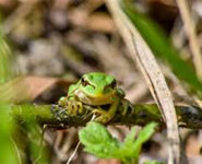 FRÉQUENCE GRENOUILLE