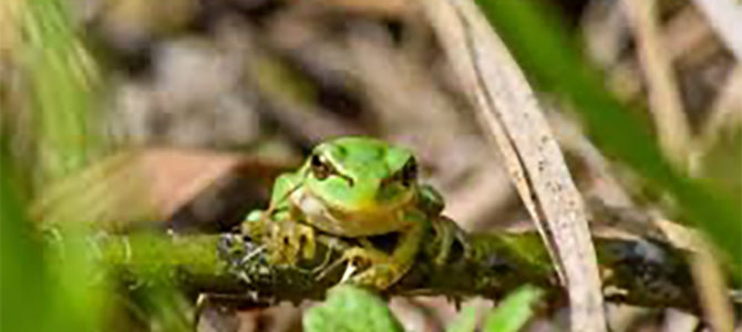 FRÉQUENCE GRENOUILLE