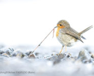 CONCOURS PHOTOS INTERNATIONALES 2026