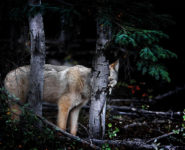 LE SILENCE DES SAUVAGES