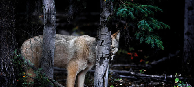 LE SILENCE DES SAUVAGES