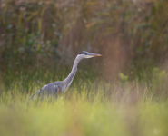 LE PARC AU LEVER DU JOUR