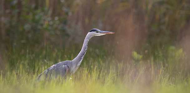 LE PARC AU LEVER DU JOUR