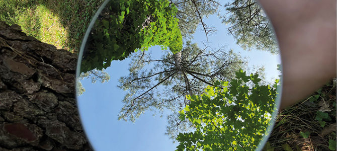 BALADE SENSORIELLE EN FORÊT DU TOUQUET