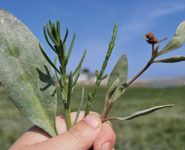 À LA DÉCOUVERTE DES PLANTES DU PRÉ-SALÉ