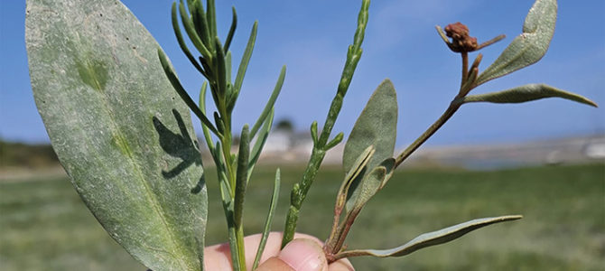 À LA DÉCOUVERTE DES PLANTES DU PRÉ-SALÉ