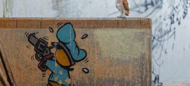 40 OISEAUX AU CŒUR DES ACTIONS DE LA LPO