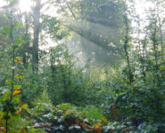 MYSTÈRES ET MERVEILLES DE LA FORÊT DE CRÉCY 