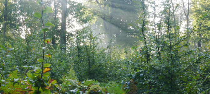 MYSTÈRES ET MERVEILLES DE LA FORÊT DE CRÉCY 